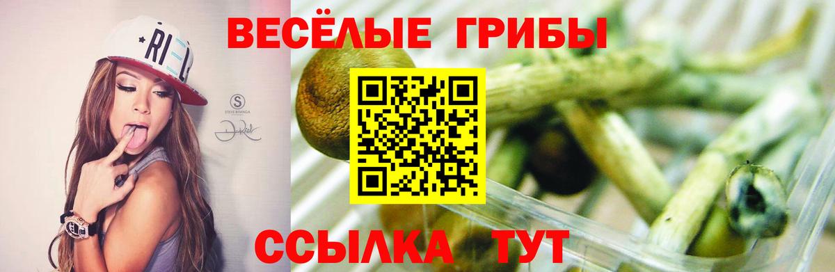 Галлюциногенные грибы Psilocybe Среднеуральск